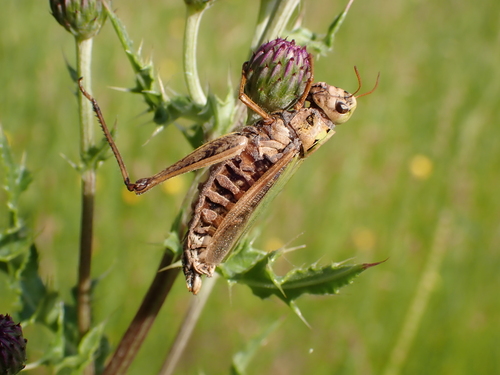 Common green grasshopper