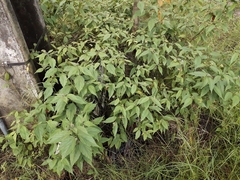 Varronia polycephala