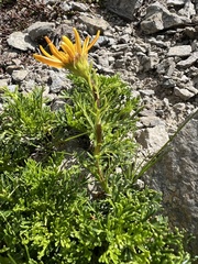 author not stated, no rights reserved Jacobaea abrotanifolia, photograph author not stated, no rights reserved