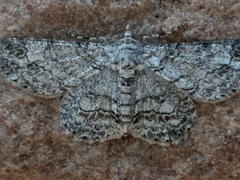 Zeuctoboarmia cataimena