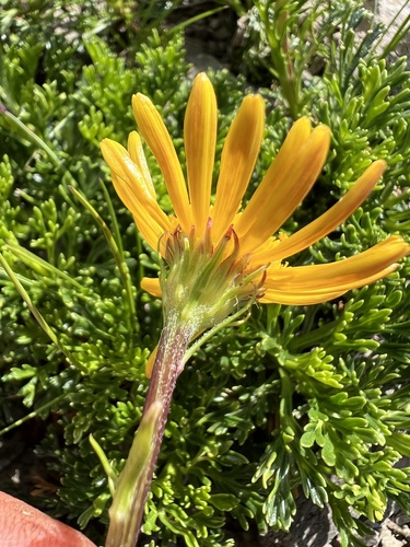 Jacobaea abrotanifolia, photograph 6