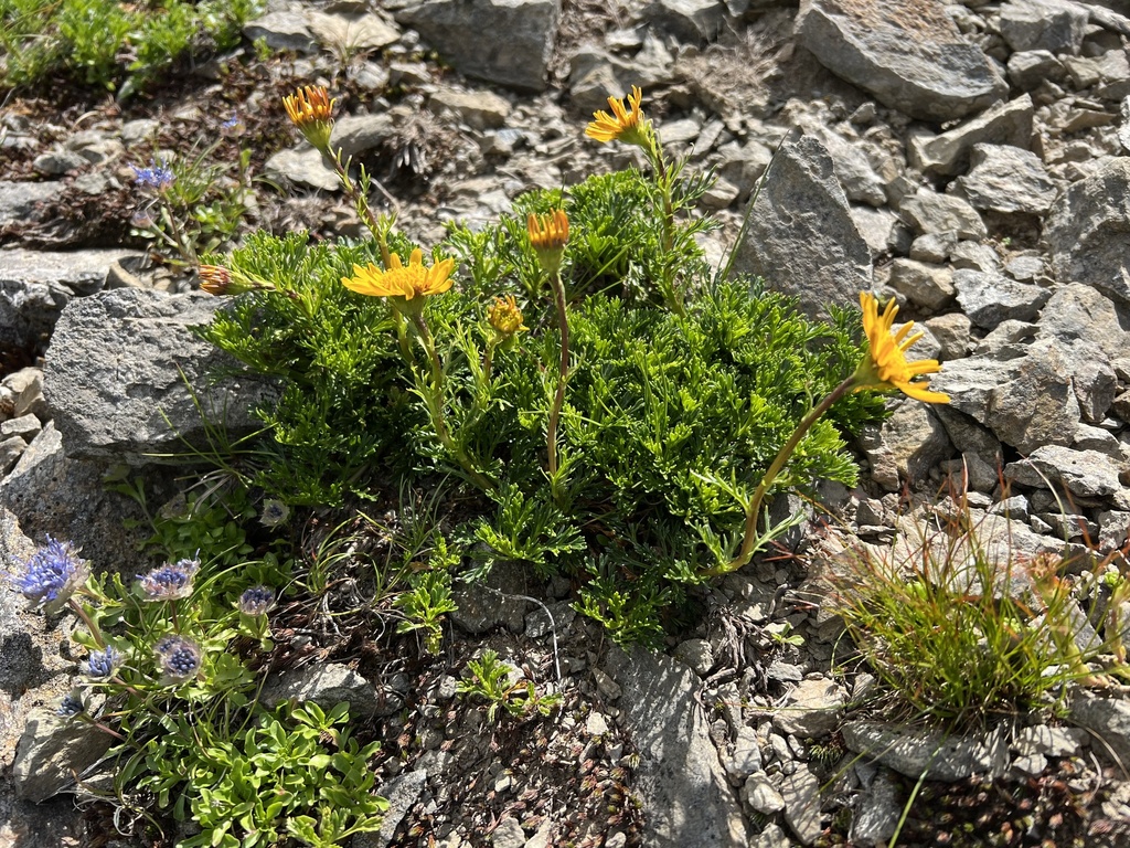 Jacobaea abrotanifolia; photograph author not stated, no rights reserved