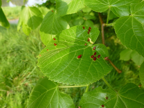 Tilia ×vulgaris iNat (2)