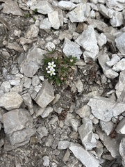Androsace hausmannii