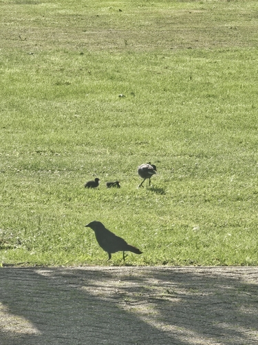 Common Moorhen