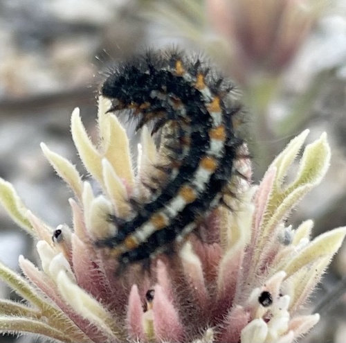 iNaturalist observation photo of Variable Checkerspot