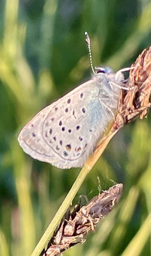 iNaturalist observation photo of Icaricia