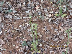 Ophrys sphegodes sphegodes