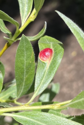 iNaturalist observation photo of Willow Apple Gall Sawfly
