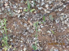 Ophrys sphegodes sphegodes