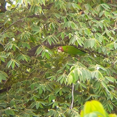 Psittacara erythrogenys