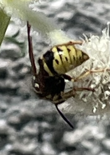 iNaturalist observation photo of Hornets and Yellowjackets