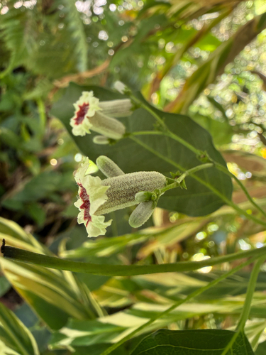Paederia foetida observed 2026-07-06