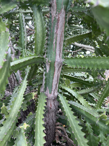 Euphorbia lactea, 2026-06-30