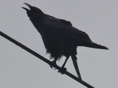 Corvus corone
