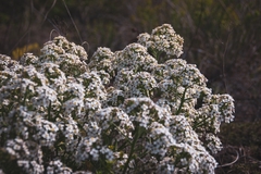 Crambe tataria