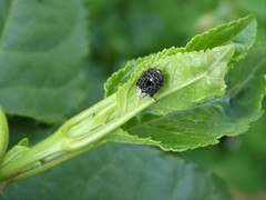 Cionus scrophulariae