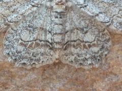 Zeuctoboarmia cataimena