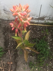 Kalanchoe gastonis-bonnieri