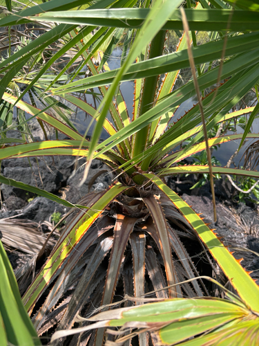 Washingtonia robusta observed 2026-06-30