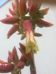 Kalanchoe gastonis-bonnieri