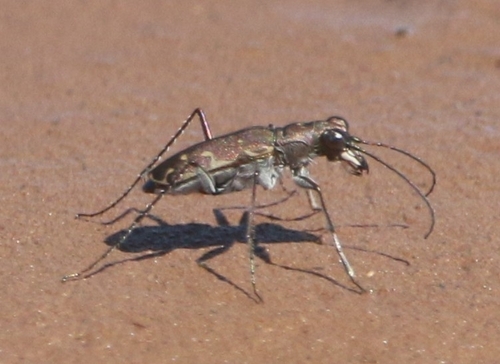 Myriochila melancholica