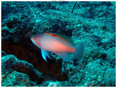Pseudanthias hypselosoma observed 2026-07-04