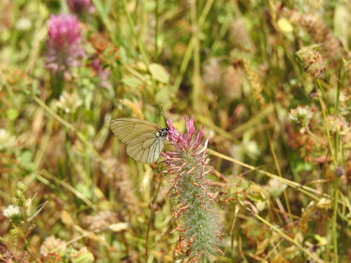 Black-veined White