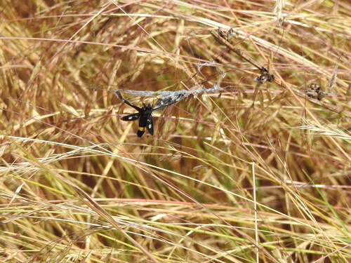 Nine-spotted Moth