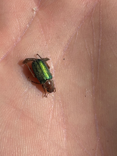 iNaturalist observation photo of Green Rose Chafer