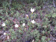 Dianthus pungens brachyanthus