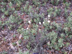 Dianthus pungens brachyanthus