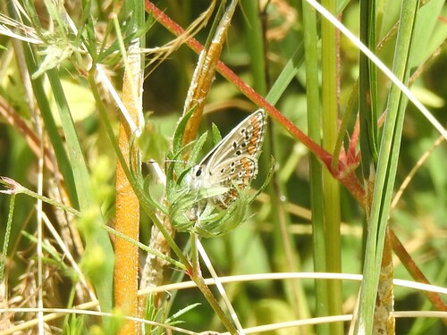 Brown Argus