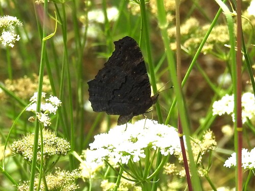 European Peacock Butterfly