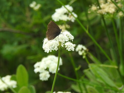 Ilex Hairstreak