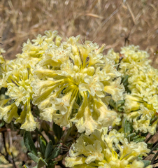 Eriogonum sphaerocephalum, photograph (c) Dominic Gentilcore, some rights reserved (CC BY)