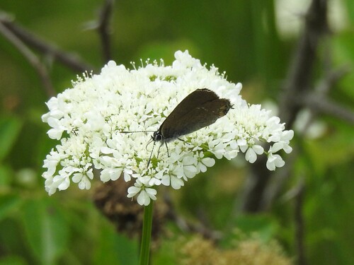 Sloe Hairstreak
