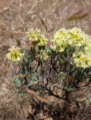 Eriogonum sphaerocephalum, photograph (c) Dominic Gentilcore, some rights reserved (CC BY)