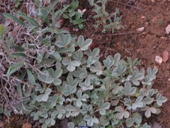 Potentilla cinerea