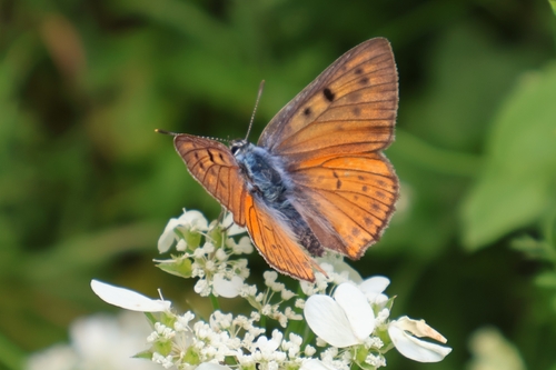 Purple-shot Copper
