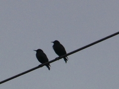 Sturnus unicolor