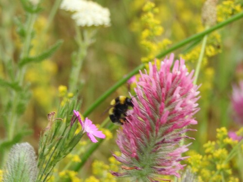 Clay Bumble Bee