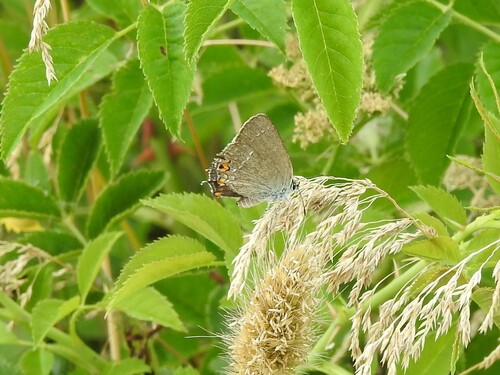 Sloe Hairstreak