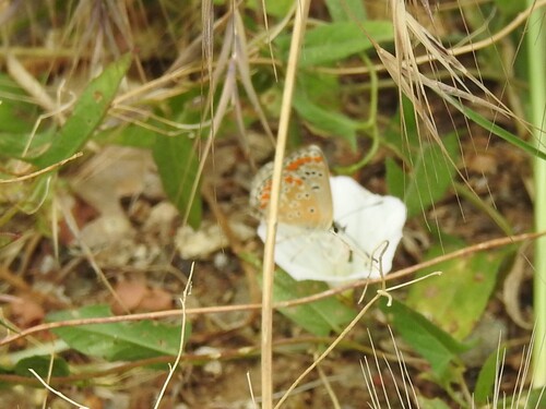 Brown Argus