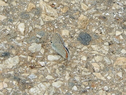 Common Blue