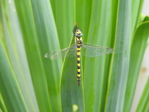 Blue-Eyed Goldenring