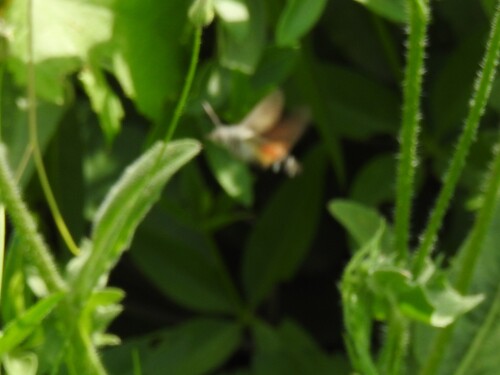 Eurasian Hummingbird Hawkmoth