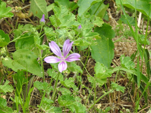 Common Mallow