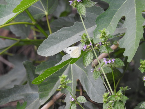 Small White