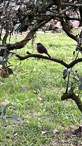Rufous-bellied Thrush